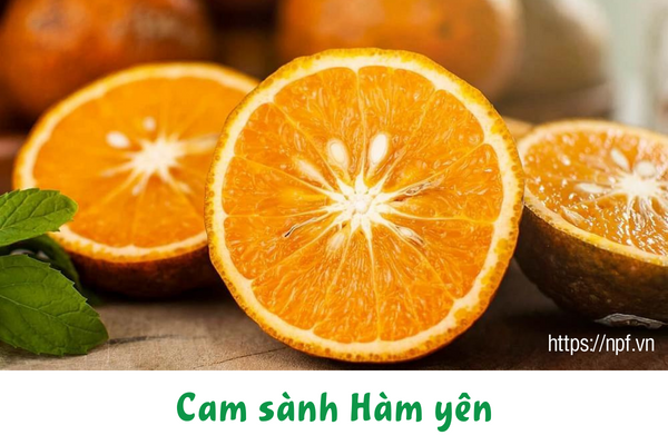 Cam sành Hàm yên