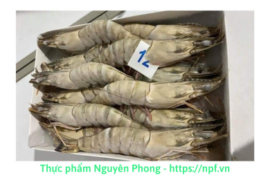 Tôm biển Size 12 (1Kg) Sầm Sơn